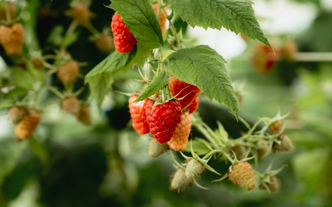 LAMPONI E RIBES: UNO SCRIGNO DI BENESSERE
